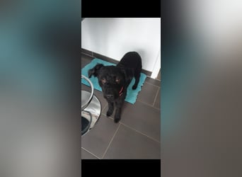 Puli, Puli-Mix für Agility und Sport