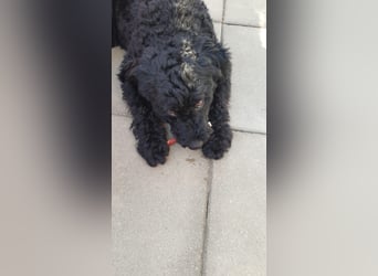 Puli, Puli-Mix für Agility und Sport