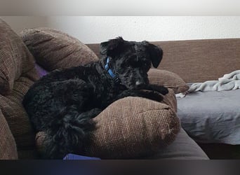 Puli, Puli-Mix für Agility und Sport