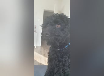 Puli, Puli-Mix für Agility und Sport