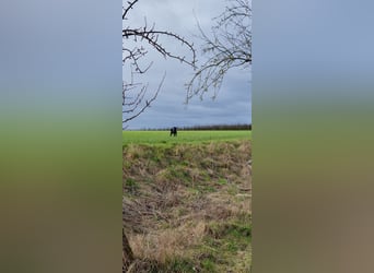 Puli, Puli-Mix für Agility und Sport