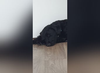 Puli, Puli-Mix für Agility und Sport