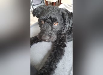 Puli, Puli-Mix für Agility und Sport