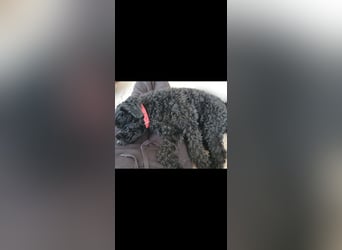 Puli, Puli-Mix für Agility und Sport