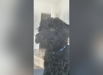 Puli, Puli-Mix für Agility und Sport