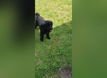 Puli, Puli-Mix für Agility und Sport