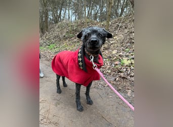 Panka -BE, wäre gerne wieder Teil einer Familie