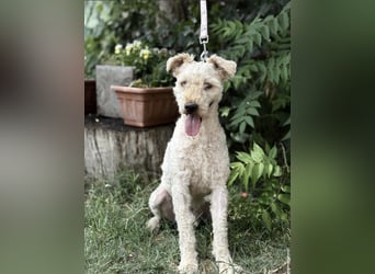 Csipész-KK – freundlicher Puli-Mix sucht aktives Zuhause 
