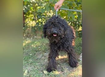 Gyuri KK- Liebe Menschen für tollen Hund gesucht
