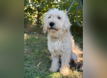 Axel KK- kluger Kerl sucht aktive Familie
