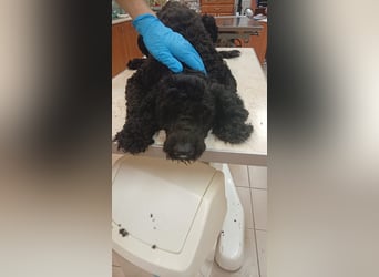 Bundas PP – charmanter Puli-Rüde sucht liebevolles Zuhause 