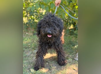 Gyuri KK- Liebe Menschen für tollen Hund gesucht