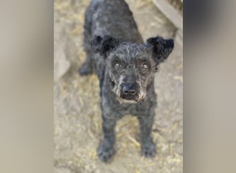Buksi LM – Sanfte Hundedame sucht warmes Plätzchen für immer