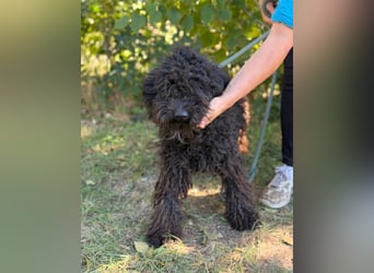 Gyuri KK- Liebe Menschen für tollen Hund gesucht
