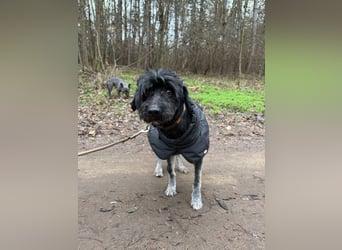 Bogyo2-BE -wünscht sich eine Familie