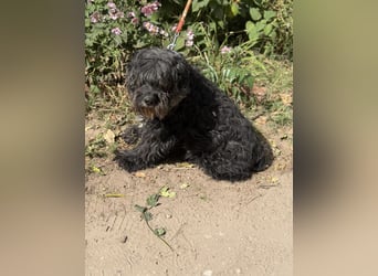 Kadarka – ein lieber Hundesenior sucht ein ruhiges Zuhause oder einen Gnadenplatz 