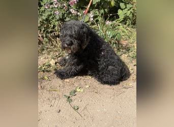 Kadarka – ein lieber Hundesenior sucht ein ruhiges Zuhause oder einen Gnadenplatz 