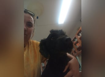 Bundas PP – charmanter Puli-Rüde sucht liebevolles Zuhause 