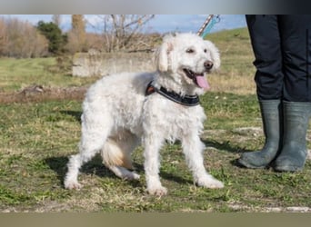 Gyoma SI – lieber Puli-Mix sucht warmes Körbchen