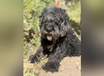 Kadarka – ein lieber Hundesenior sucht ein ruhiges Zuhause oder einen Gnadenplatz 