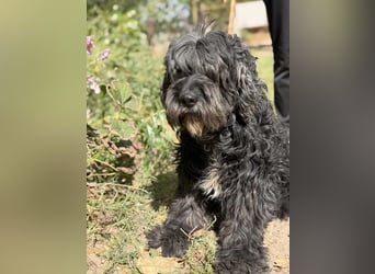 Kadarka – ein lieber Hundesenior sucht ein ruhiges Zuhause oder einen Gnadenplatz 