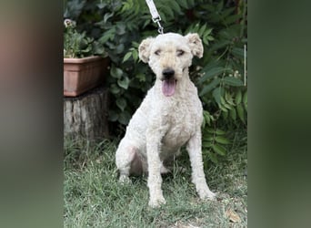 Csipész-KK – freundlicher Puli-Mix sucht aktives Zuhause 