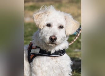 Gyoma SI – lieber Puli-Mix sucht warmes Körbchen