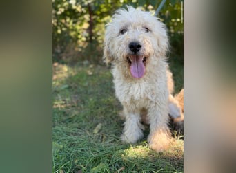 Axel KK- kluger Kerl sucht aktive Familie