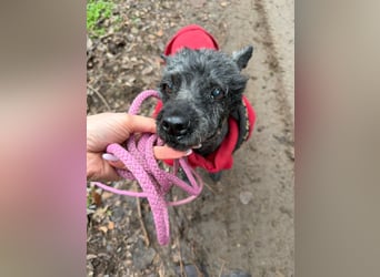 Panka -BE, wäre gerne wieder Teil einer Familie