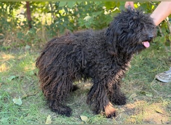 Gyuri KK- Liebe Menschen für tollen Hund gesucht