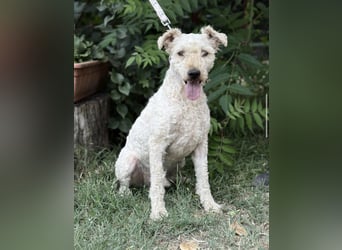 Csipész-KK – freundlicher Puli-Mix sucht aktives Zuhause 