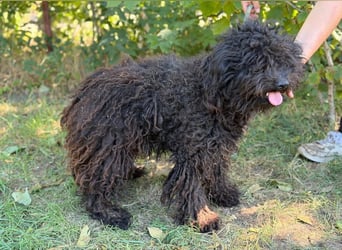 Gyuri KK- Liebe Menschen für tollen Hund gesucht