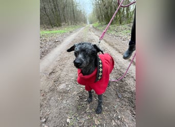 Panka -BE, wäre gerne wieder Teil einer Familie