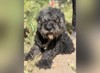Kadarka – ein lieber Hundesenior sucht ein ruhiges Zuhause oder einen Gnadenplatz 