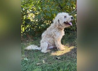 Axel KK- kluger Kerl sucht aktive Familie
