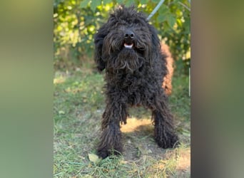 Gyuri KK- Liebe Menschen für tollen Hund gesucht