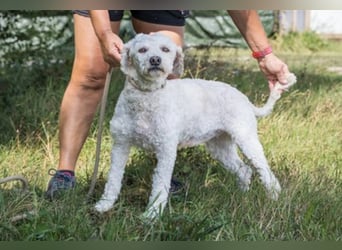 Panka SI – weiße Wuschel-Maus sucht liebevolle Familie