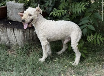 Csipész-KK – freundlicher Puli-Mix sucht aktives Zuhause 