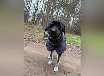 Bogyo2-BE -wünscht sich eine Familie