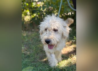 Axel KK- kluger Kerl sucht aktive Familie