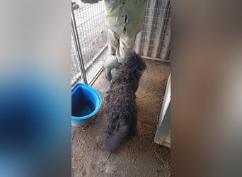 Rambo, freundlicher Puli MIschling geb.2018