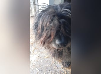 Rambo, freundlicher Puli MIschling geb.2018