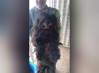 Rambo, freundlicher Puli MIschling geb.2018