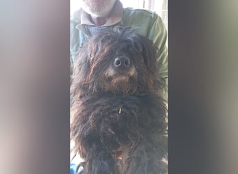 Rambo, freundlicher Puli MIschling geb.2018