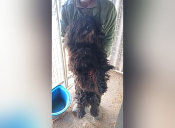 Rambo, freundlicher Puli MIschling geb.2018