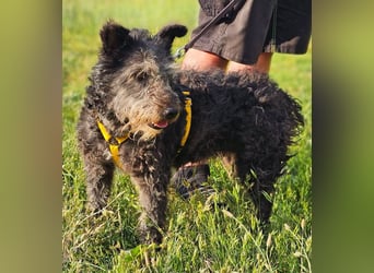 Szanja ist ein sehr liebenswerter Hund