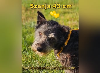 Szanja ist ein sehr liebenswerter Hund