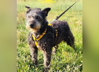 Szanja ist ein sehr liebenswerter Hund