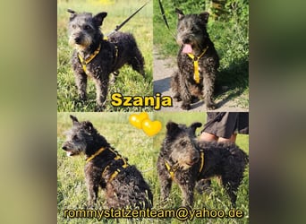 Szanja ist ein sehr liebenswerter Hund
