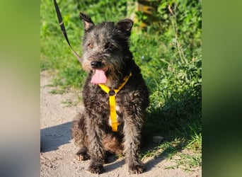Szanja ist ein sehr liebenswerter Hund